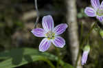 Carolina springbeauty